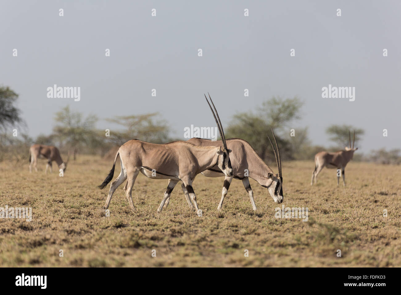 A herd of Oryx graze in the Awash National Park, Ethiopia Stock Photo