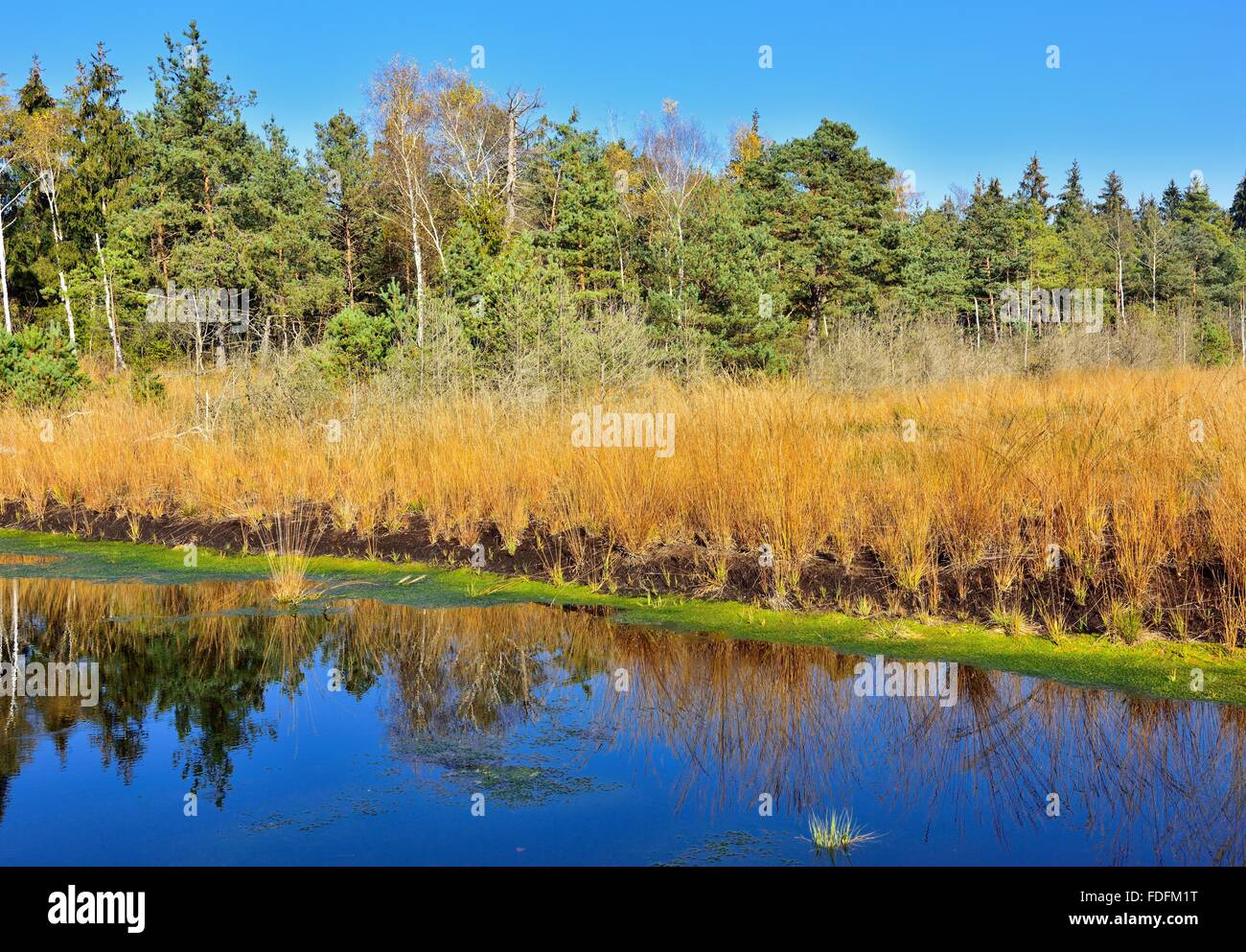 Silted moor pond with peat moss (Sphagum sp.) and Blue Pfeiffengras (Molinia caerulea), Grundbeckenmoor at Nicklheim Stock Photo