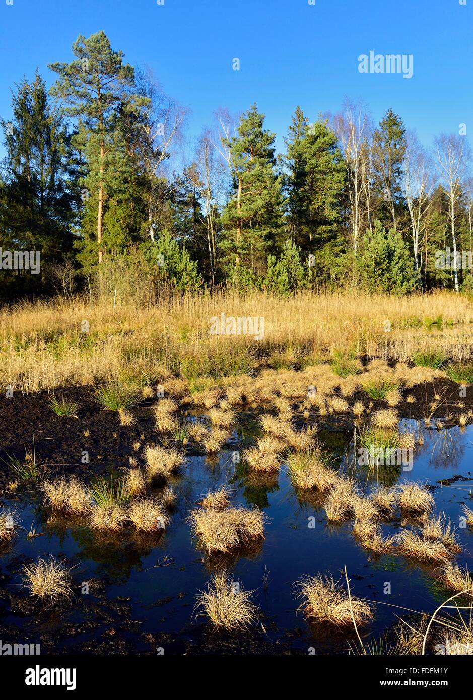 Silted moor pond with peat moss (Sphagum sp.) and Blue Pfeiffengras (Molinia caerulea), Grundbeckenmoor at Nicklheim Stock Photo