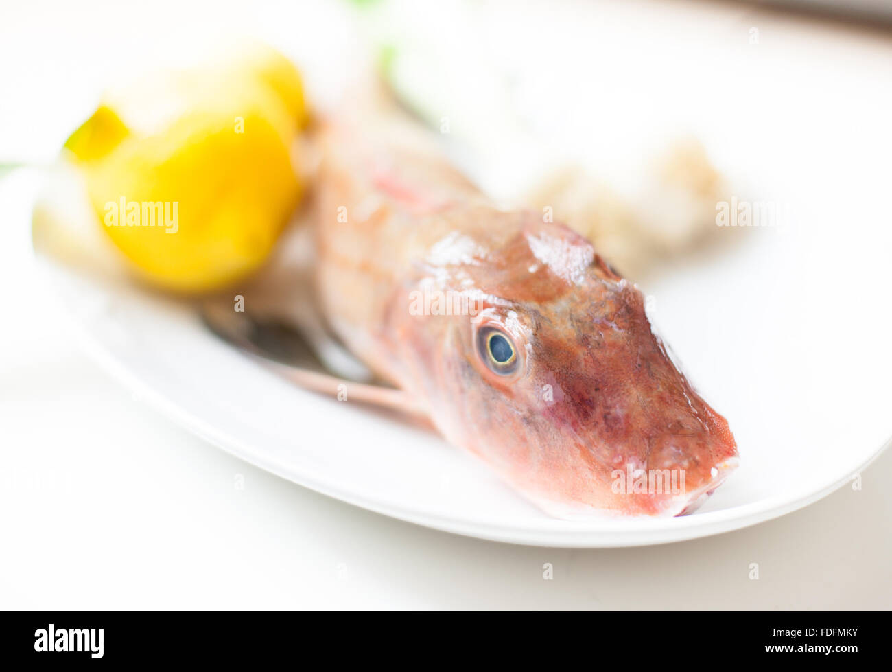 Tub gurnard raw fish head in selective focus with lemon in background Stock Photo