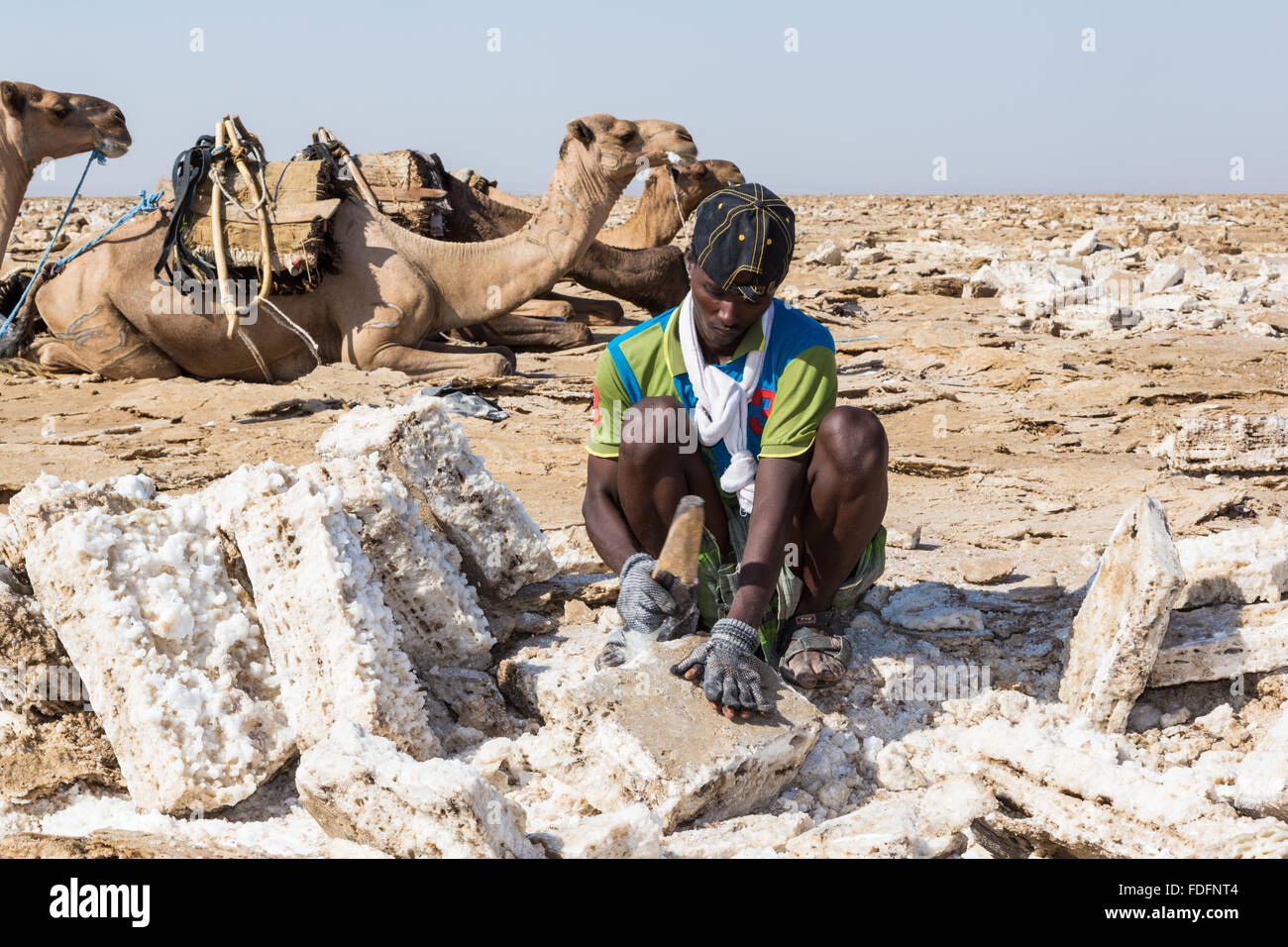 A man uses a simple hand-axe to shape blocks of salt near Dallol in Ethiopia. These blocks are loaded onto camels for transport to the nearest town. Once the camels travelled all the way to the highlands from here. Stock Photo