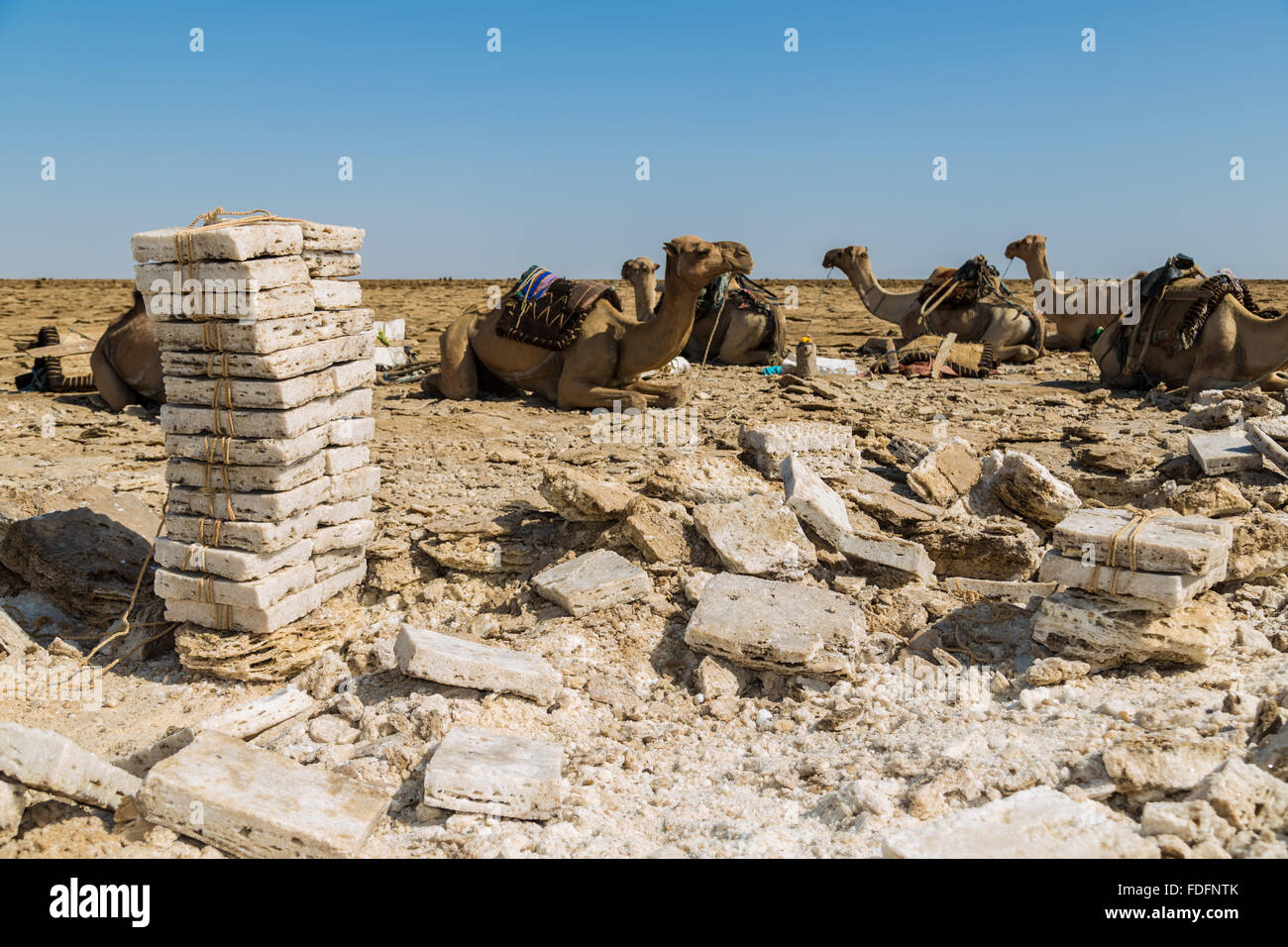 Evenly-cut salt slabs await loading onto camels in the Dallol, Ethiopia Stock Photo