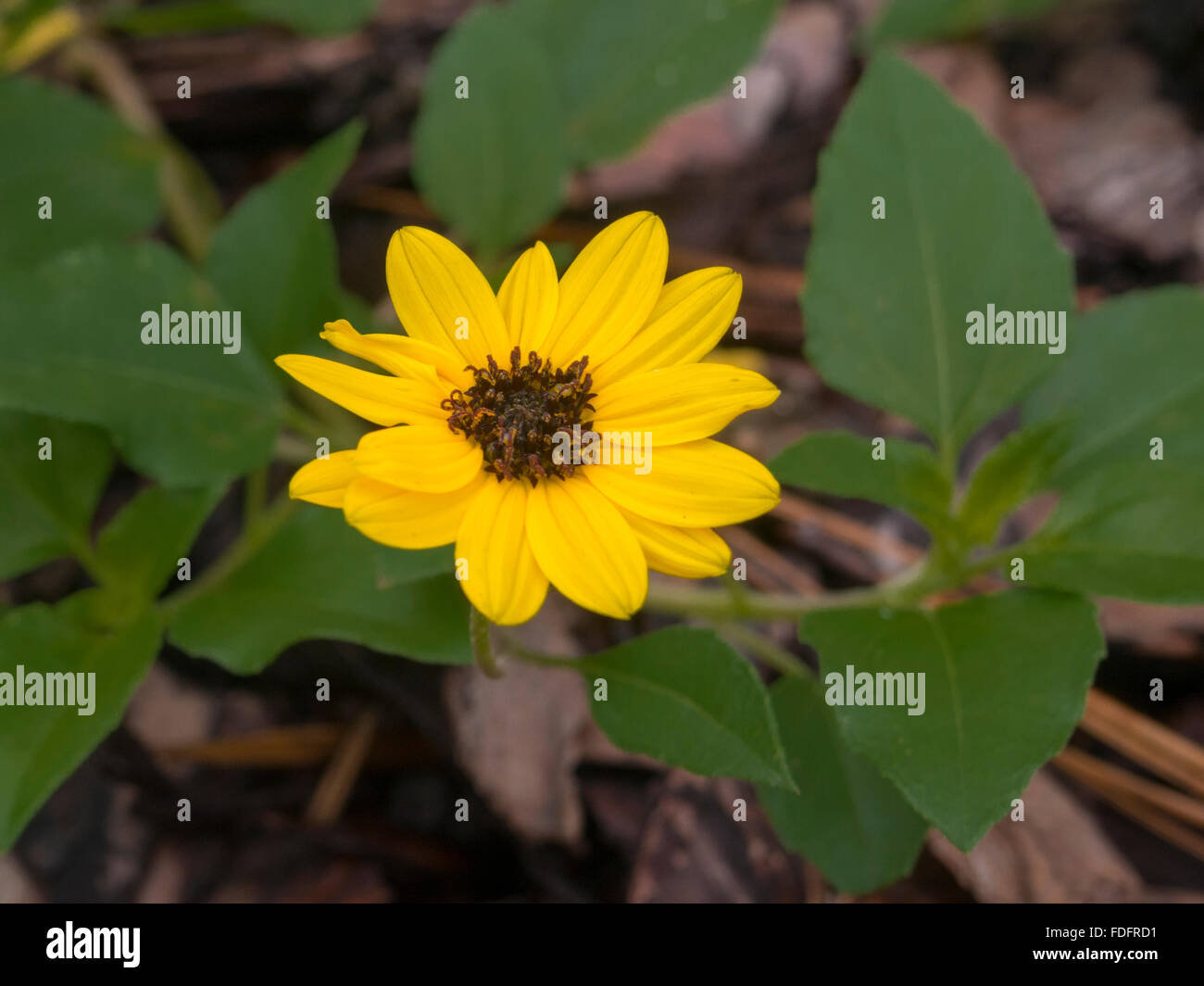 Helianthus debilis yellow flower Stock Photo