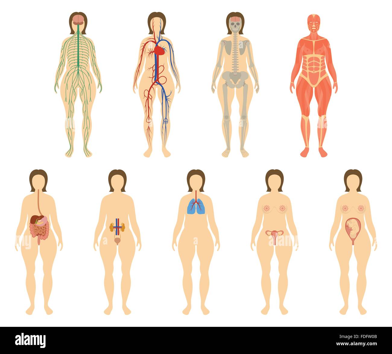 Set of human organs and systems of the body vitality. Stock Vector