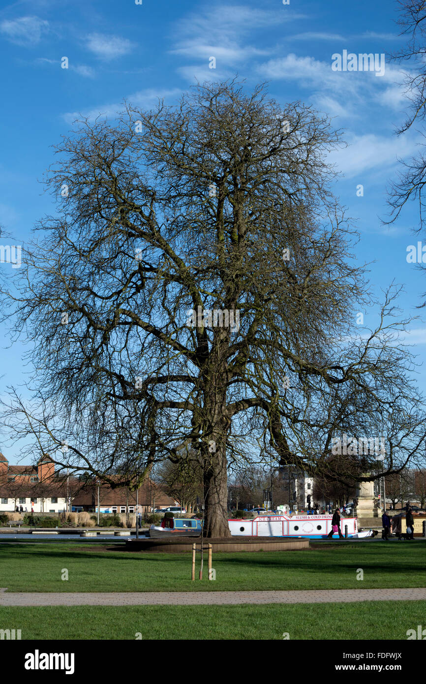 Horse Chestnut tree in winter, Bancroft Gardens, StratforduponAvon