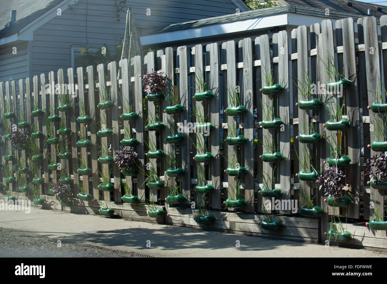 Array of large plastic soda bottles made into planters mounted on fence  with plants growing in them. St Paul Minnesota MN USA Stock Photo - Alamy