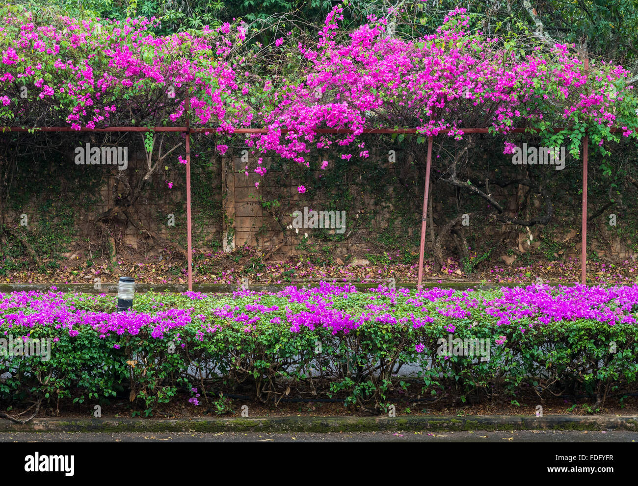 Pink Bougainvillea flower row on the small road. Stock Photo