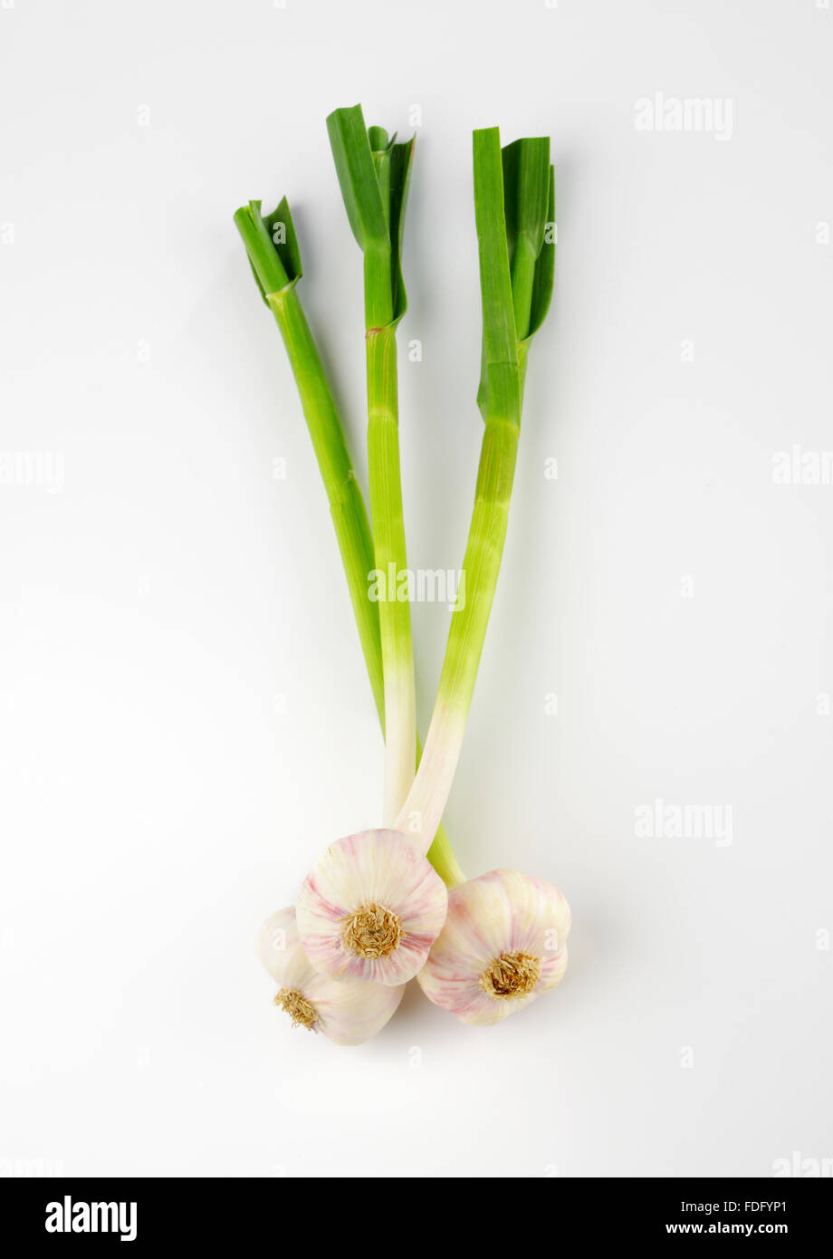 bunch of fresh garlic on white background Stock Photo - Alamy