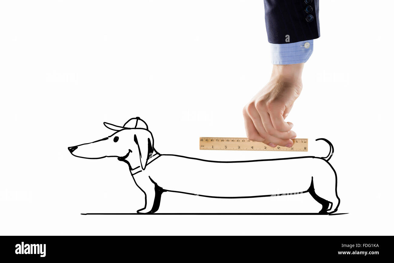 Close up of male hand measuring dachshund with ruler Stock Photo - Alamy