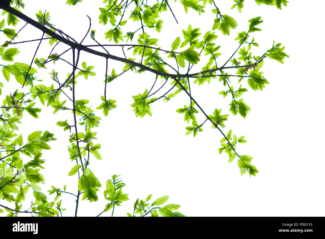 Green leaves isolated on white background Stock Photo - Alamy