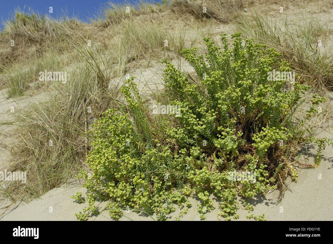 Sea Spurge (Euphorbia paralias) flowering in the dunes of Parc Naturel des Caps et Marais d'Opale France Stock Photo