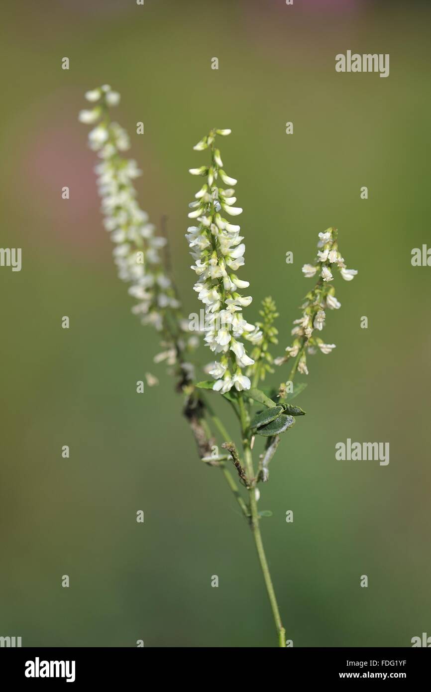White Sweet Clover - White-flowered Sweet Clover - Honey Clover - Bokhara Clover (Melilotus albus ) flowering in a meadow Stock Photo