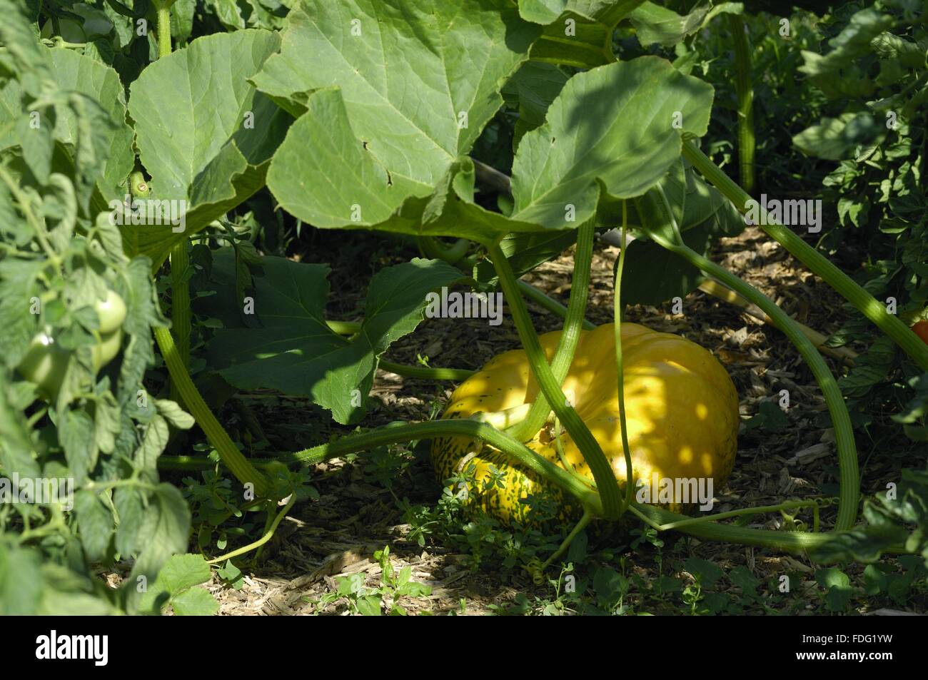 Pumpkin - Hubbard Squash (Cucurbita maxima) in kitchen garden Provence - France Stock Photo