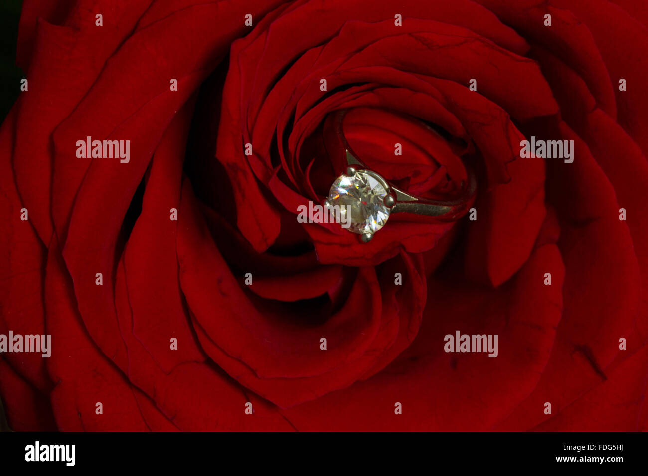 Engagement ring in bed of red rose Stock Photo