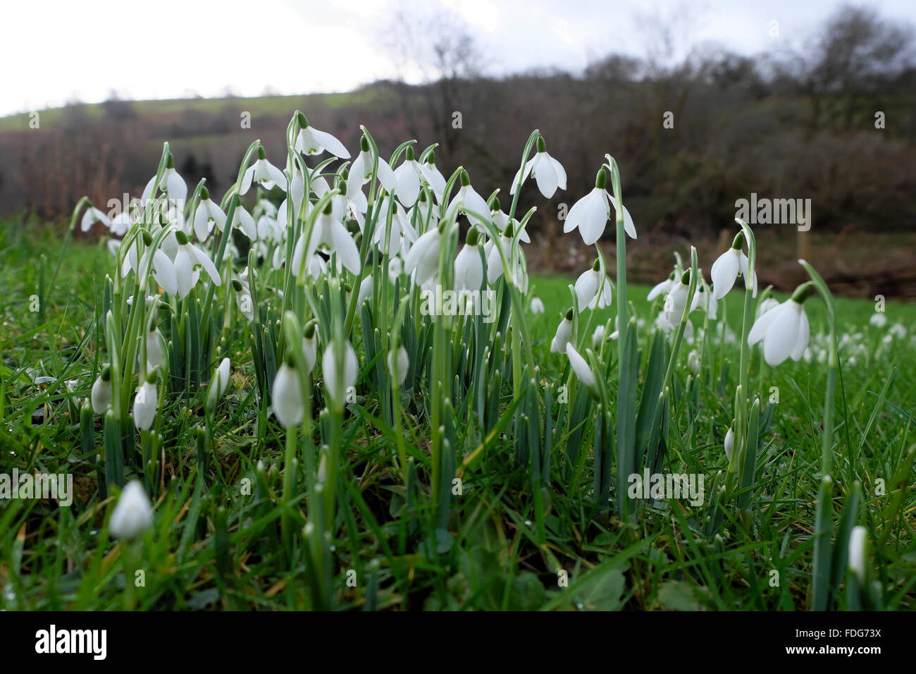 Snowdrops 2016 Wales UK  KATHY DEWITT Stock Photo