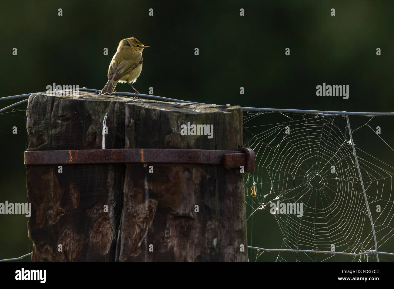 A Common Chiffchaff (Phylloscopus collybita) backlighting on a fence with a cobweb. Stock Photo