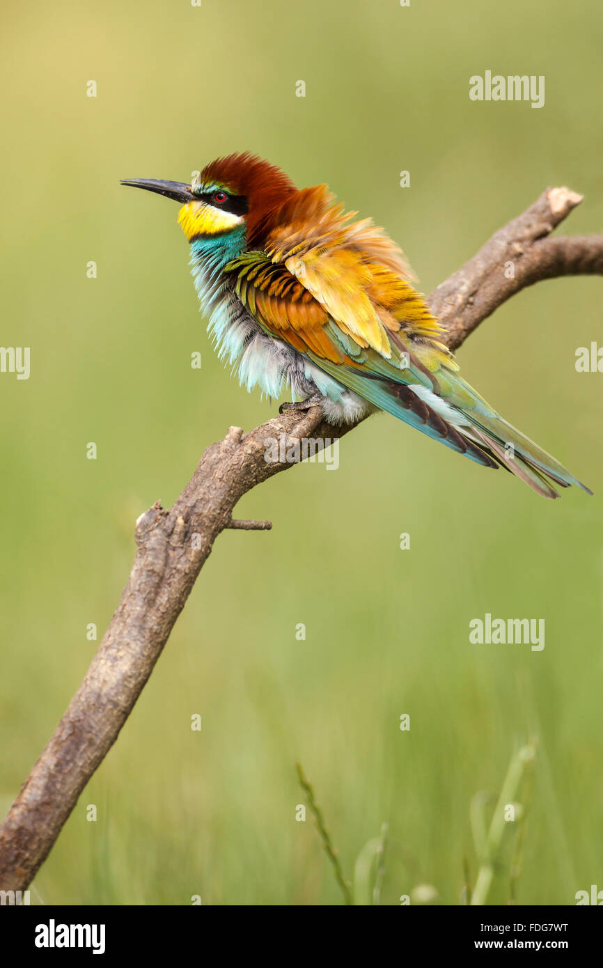 A European bee-eaters perched on a branch.. Merops apiaster. Spring. With recessed plumage. Stock Photo