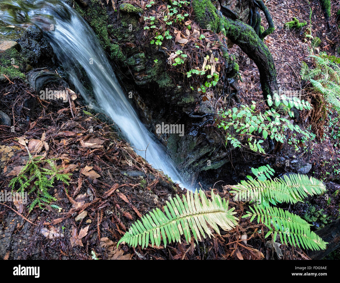 Fern and waterfall Stock Photo
