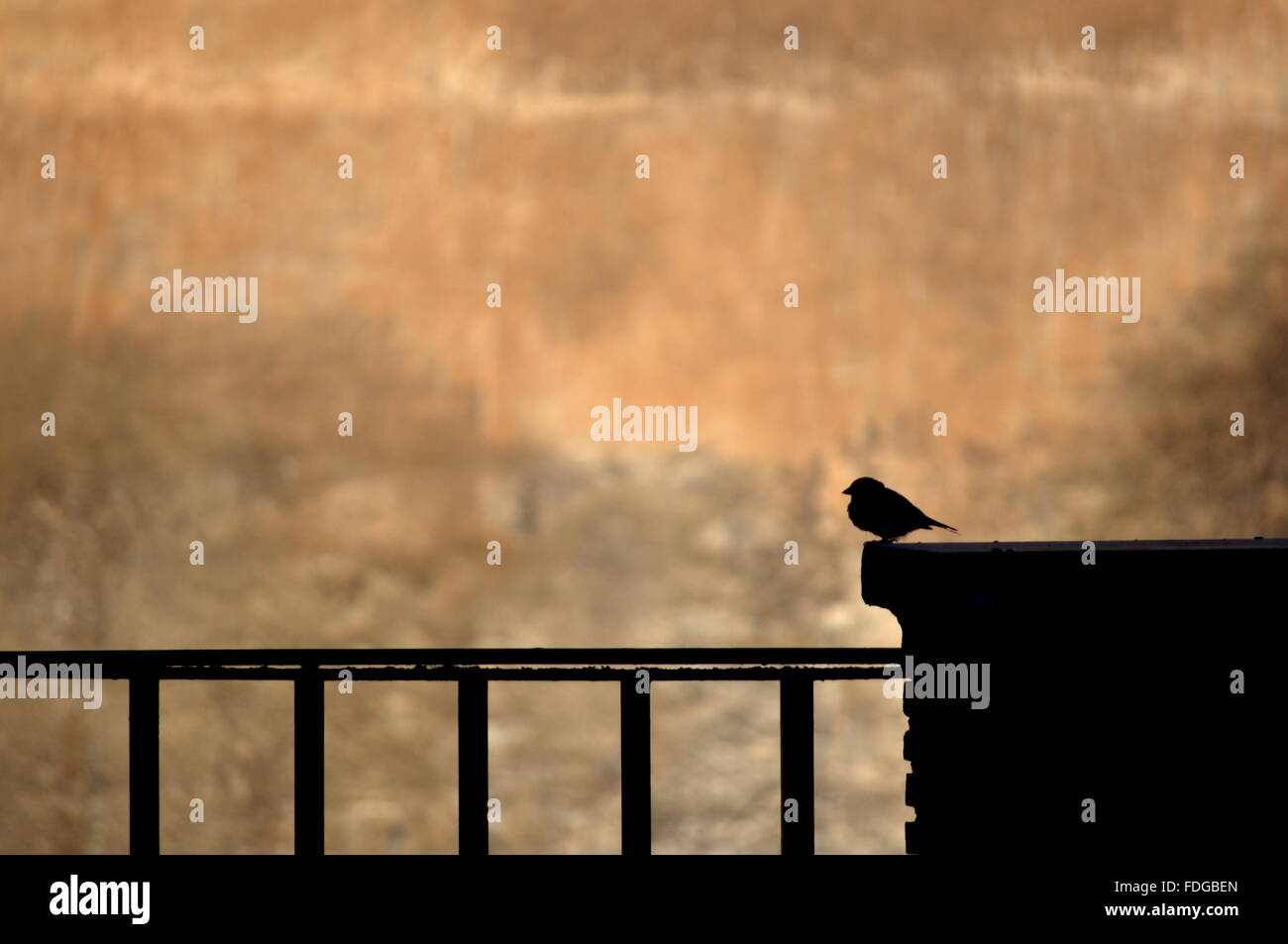 A bird in Rome Stock Photo - Alamy