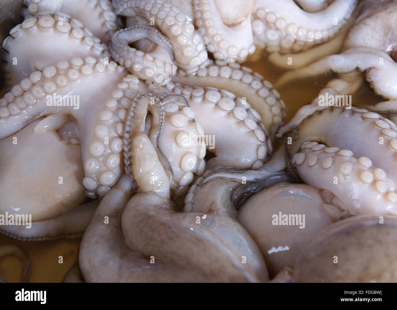 Octopus close up hi-res stock photography and images - Alamy