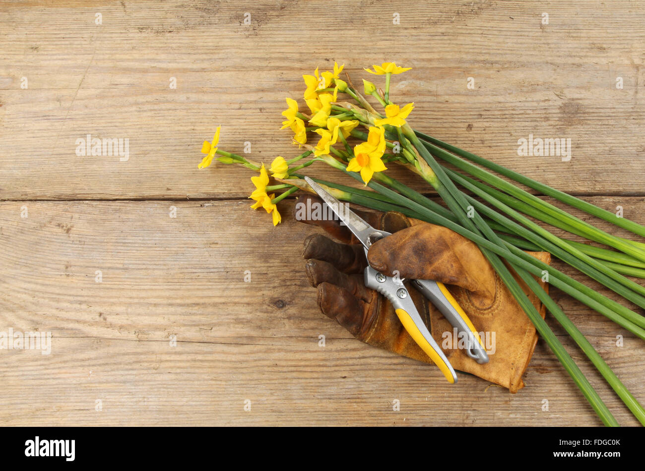 Fresh cut Sol D'or Daffodils on a wooden board with a gardening glove and secateurs Stock Photo
