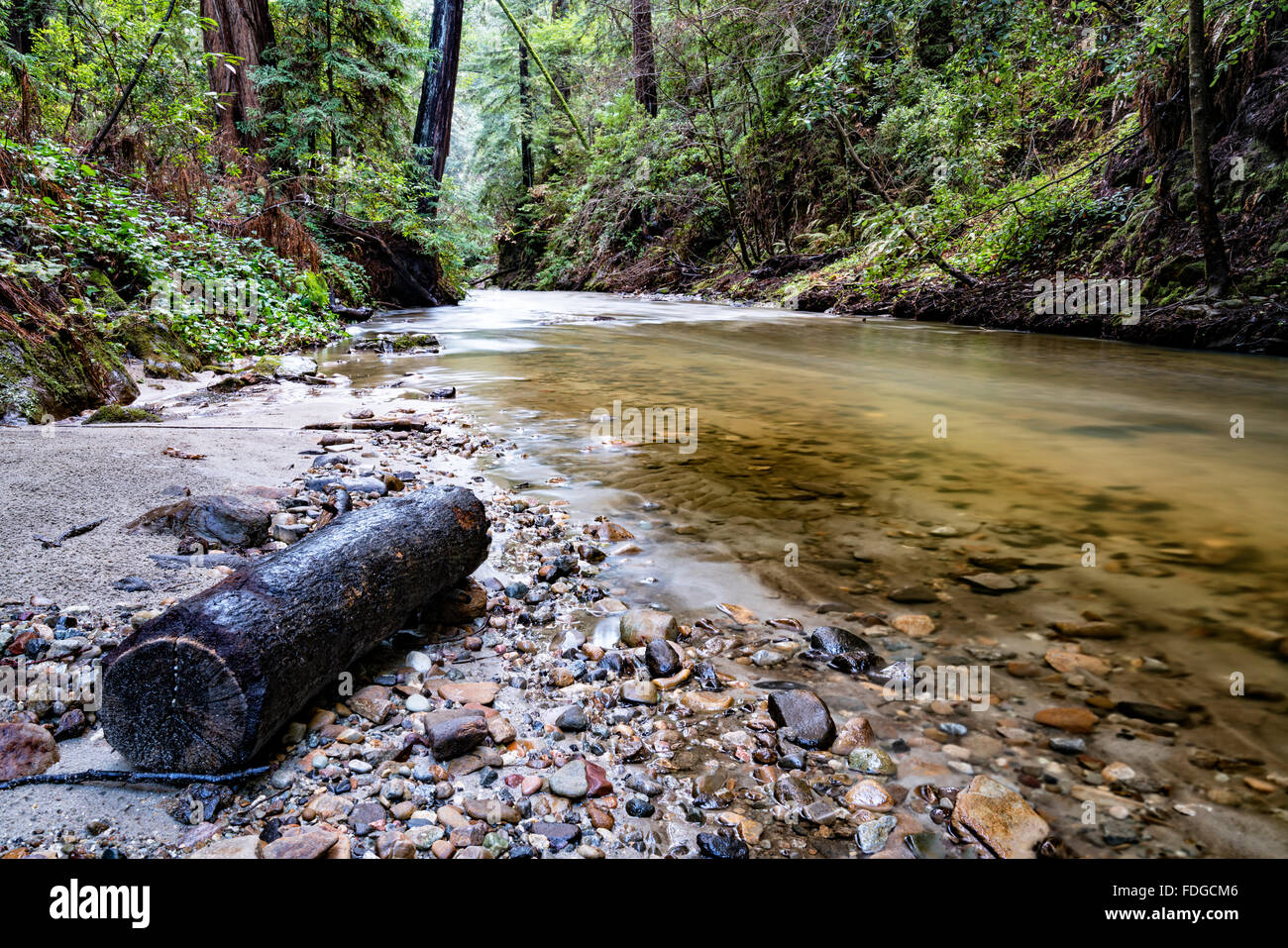 Log and forest creek Stock Photo