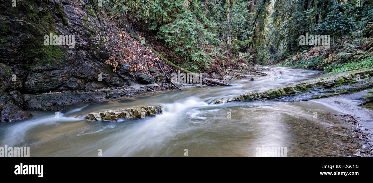 Panorama forest stream Stock Photo