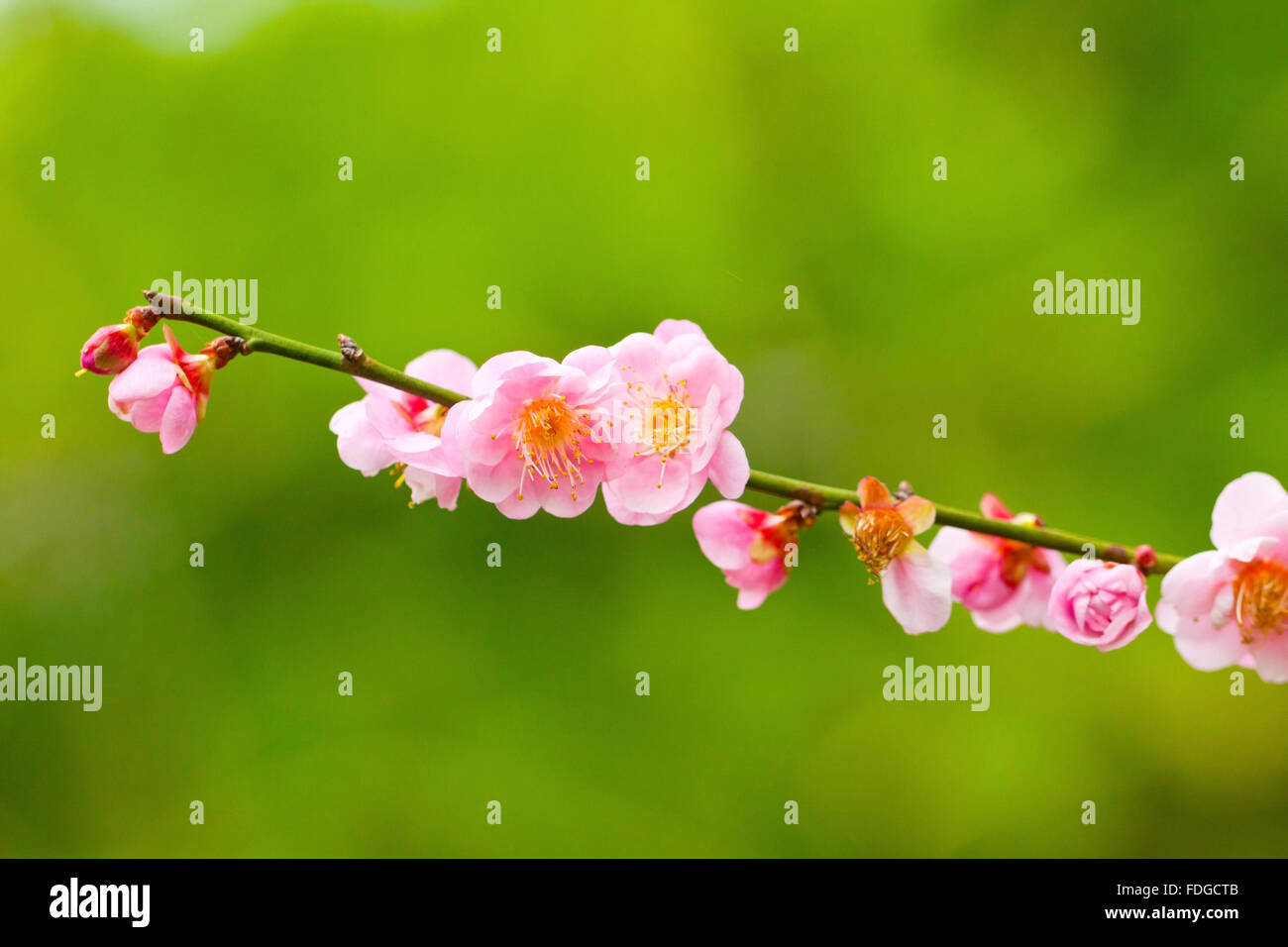 Plum blossoms blooming Stock Photo Alamy