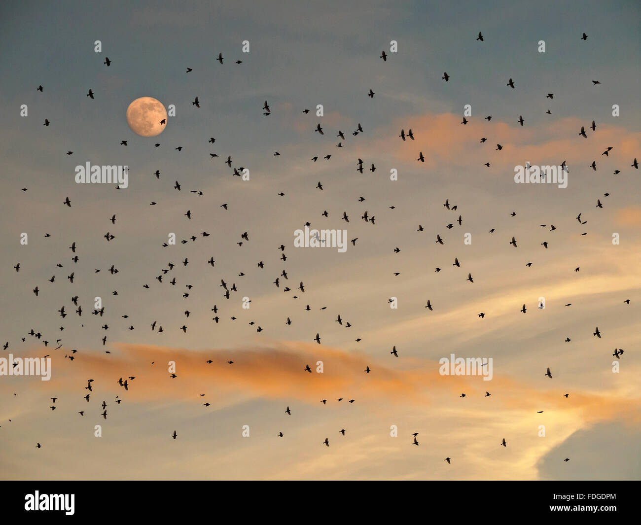 A flock of bramblings flying during their migration at sunset. Fringilla montifringilla. Migratory birds. Full moon. Stock Photo