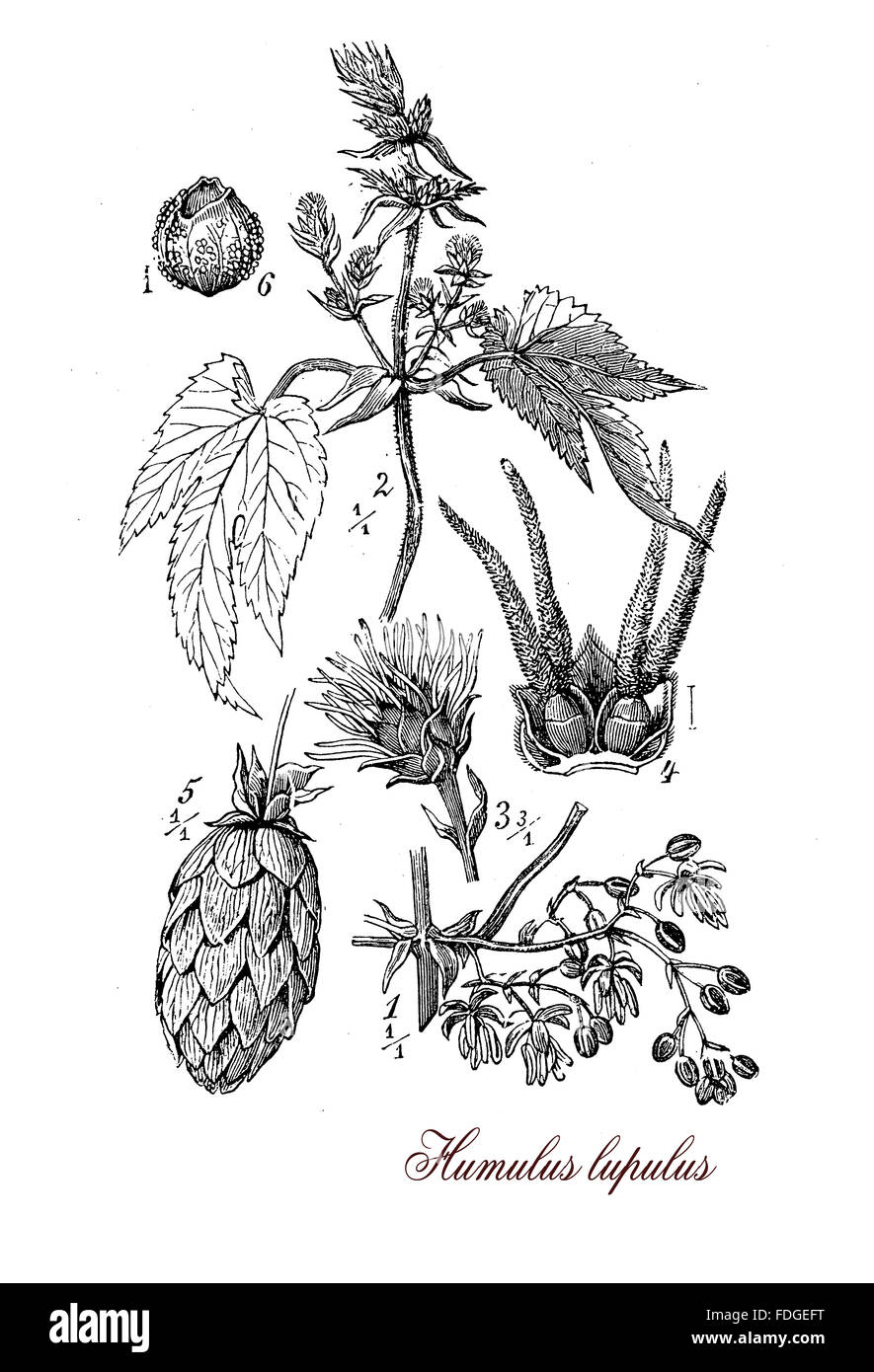 Vintage print describing Hop (humulus lupulus) botanical morphology:flowering perennial plant with flower cones widely cultivated for use by the brewing industry Stock Photo