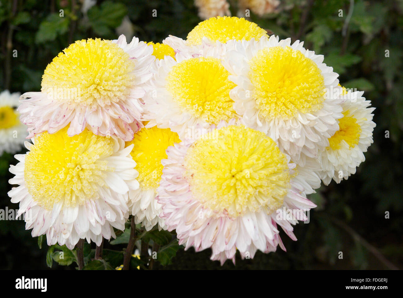 White and yellow chrysanthemums hi-res stock photography and images - Alamy