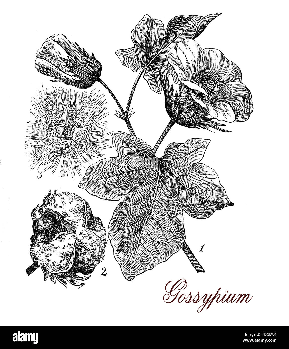 Vintage print describing cotton plant (gossypium) botanical morphology: leaves,flowers and seeds in a capsule surrounded by staples used for weaving. Stock Photo