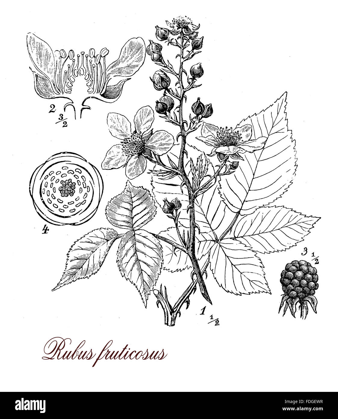 Vintage print describing the blackberry perennial plant morphology:palmated leaves,very sharp prickles, flowers and fruits (berries), grows also in poor soil. Stock Photo