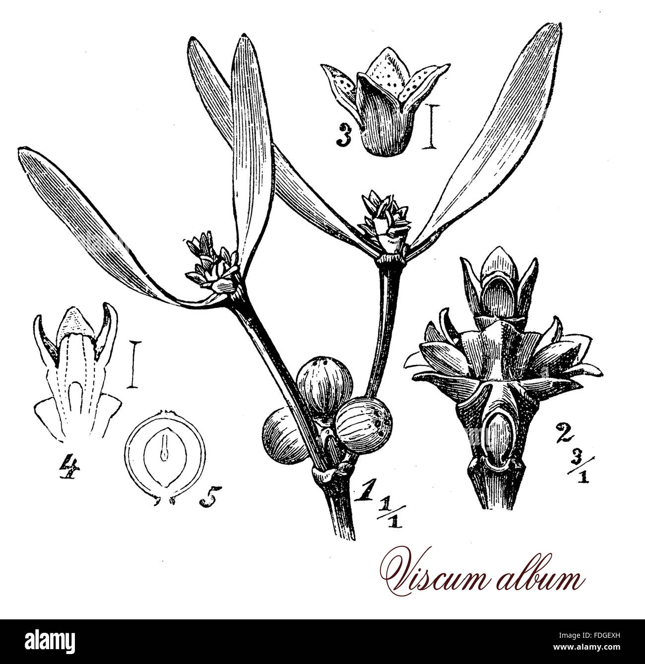 Vintage print describing misletoe hemi-parasitic plant botanical morphology:  leaves in opposite pairs, flowers and white-yellow berries containing a very sticky fruit pulp Stock Photo