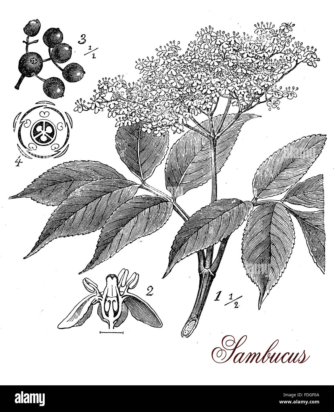 Vintage print describing Elderberry or sambucus plant botanical morphology:ornamental plant with white flowers, the berries are used medicinally or for juice, syrup and liqueur. Stock Photo