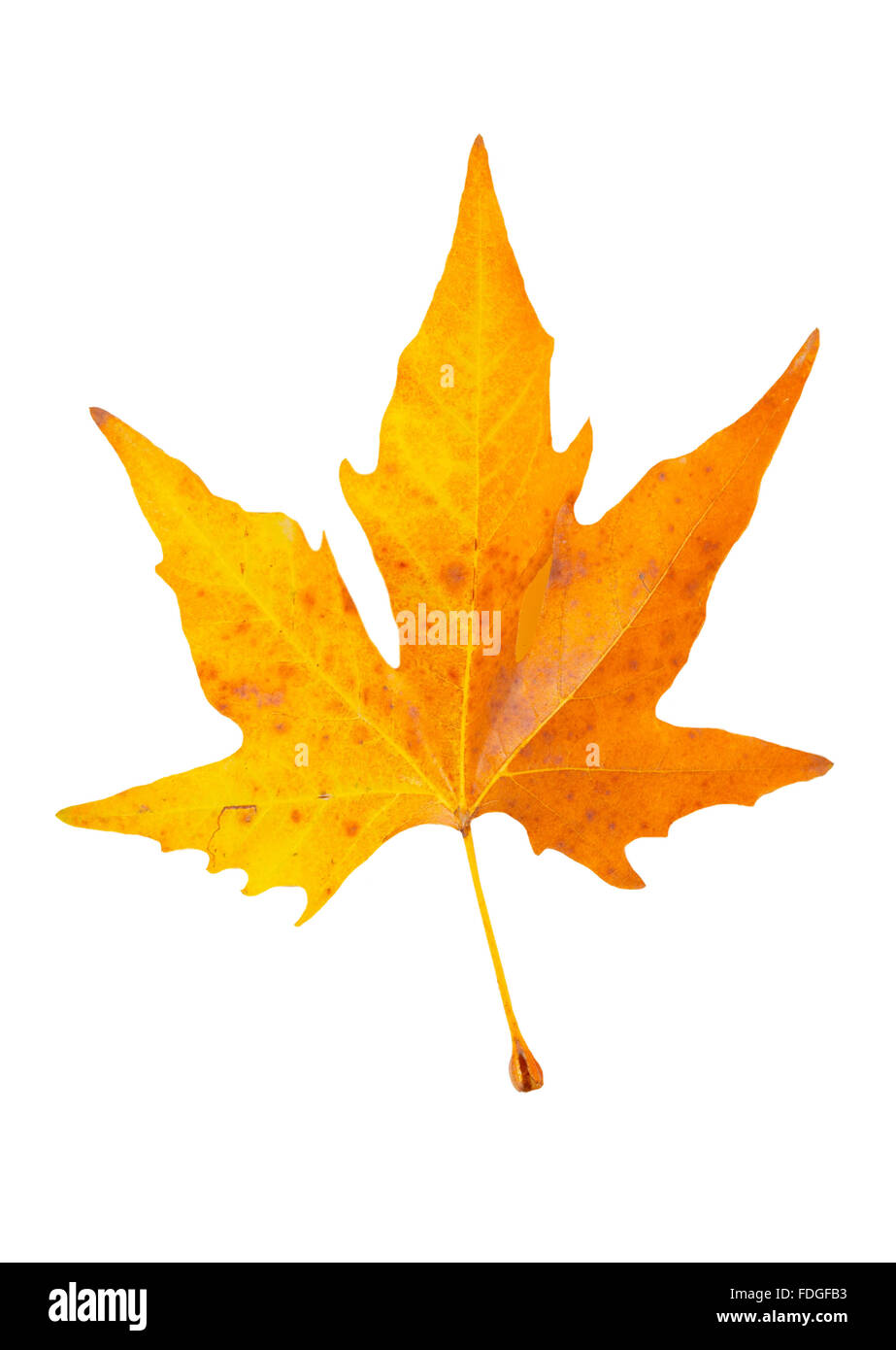 Orange fall maple leaf isolated on white Stock Photo - Alamy