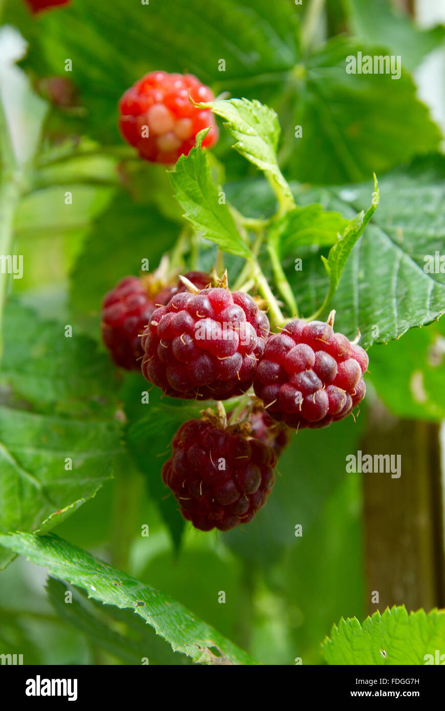 Red wild raspberries soft focus Stock Photo - Alamy