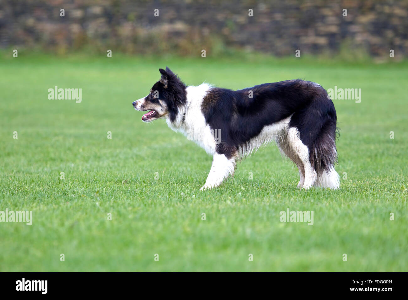 Border Collie black and white sheepdog in profile and poised with alert