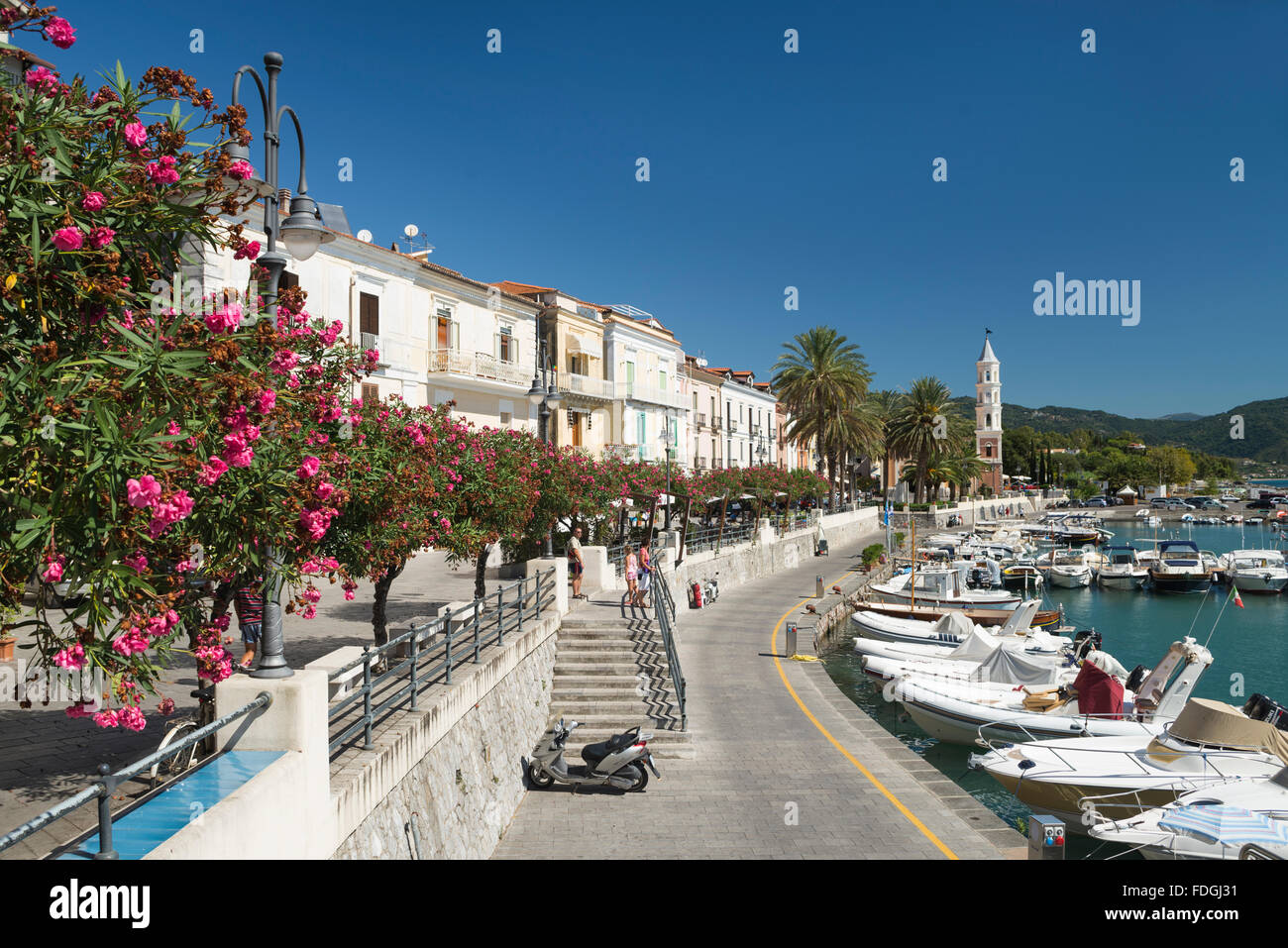 Blooming Oleander on the harbor promenade in picturesque Scario on the Mediterranean coast of Cilento, Campania, Italy Stock Photo