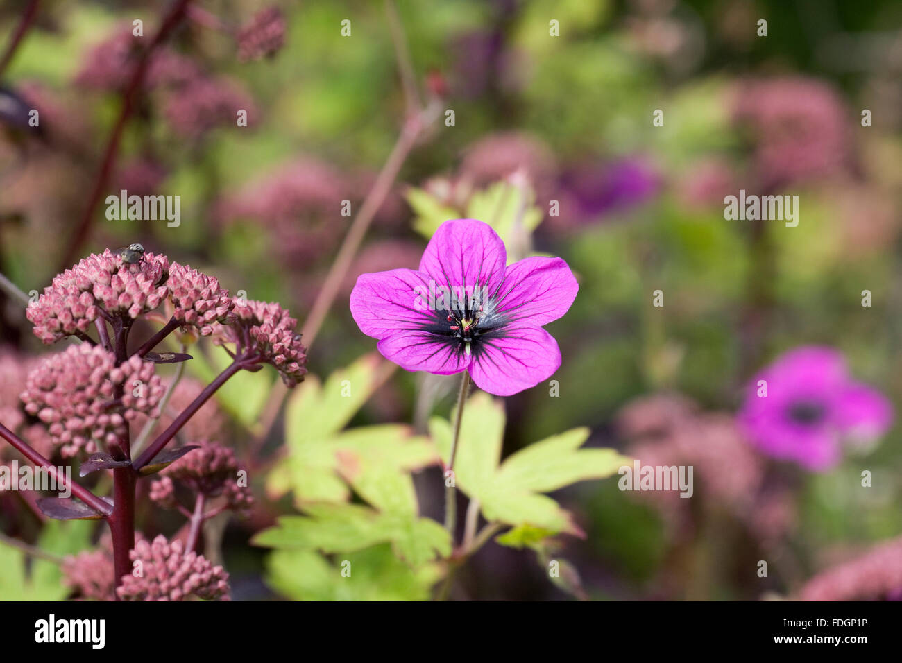 Geranium 'Ann Folkard' flower amongst Sedum. Stock Photo