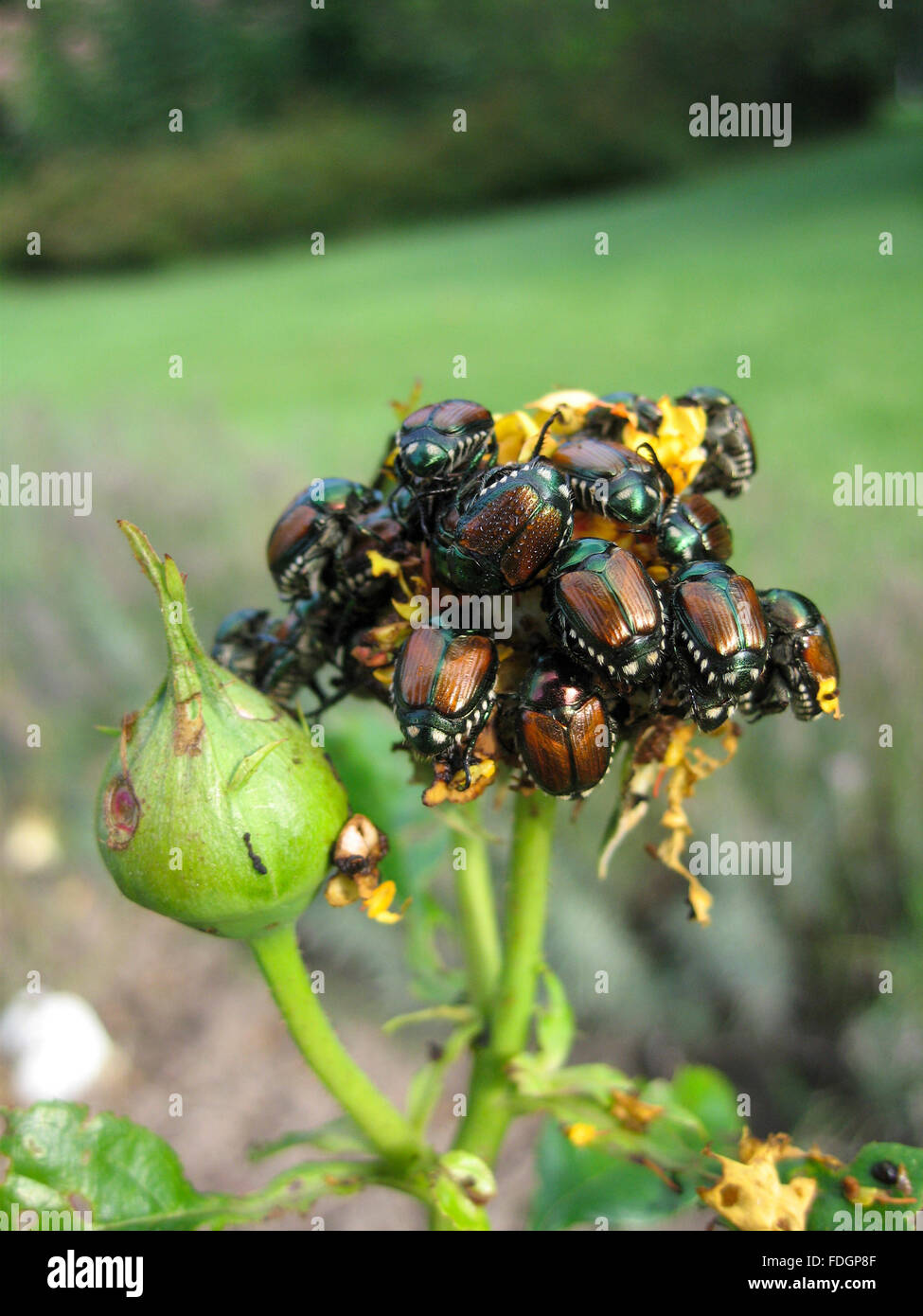 A large group of Japanese beetles popillia japonica attracted by ...
