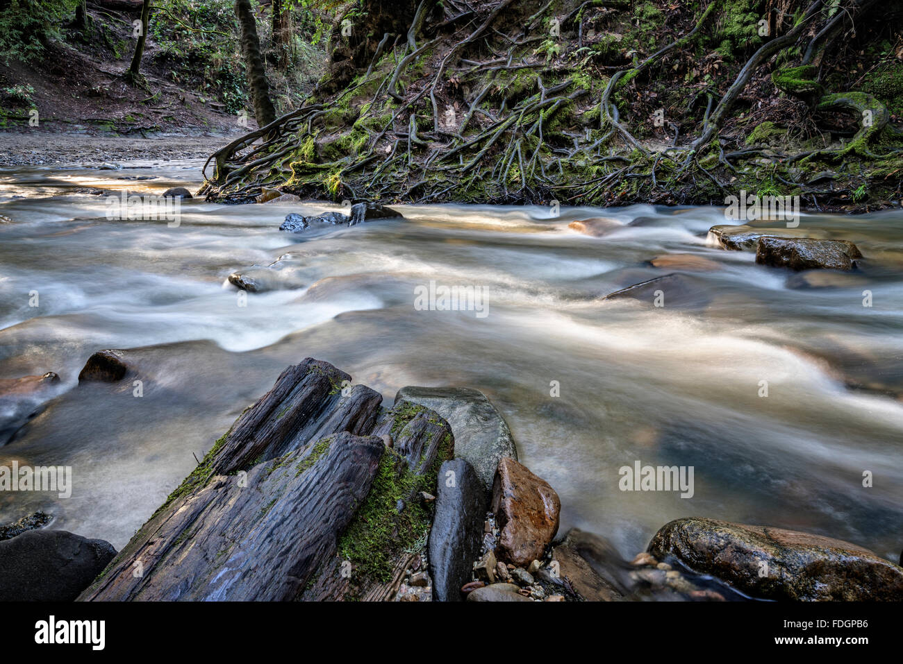 Rushing forest stream Stock Photo