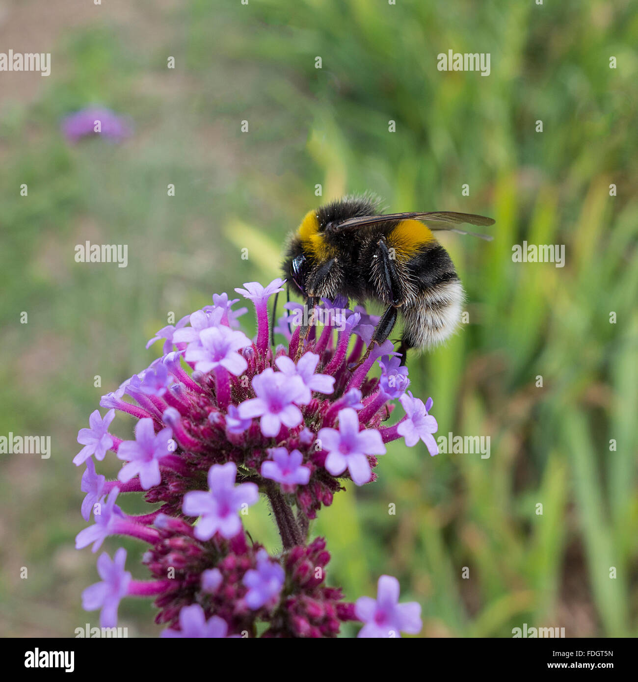 Bumble Bee on flower pollen nectar Stock Photo