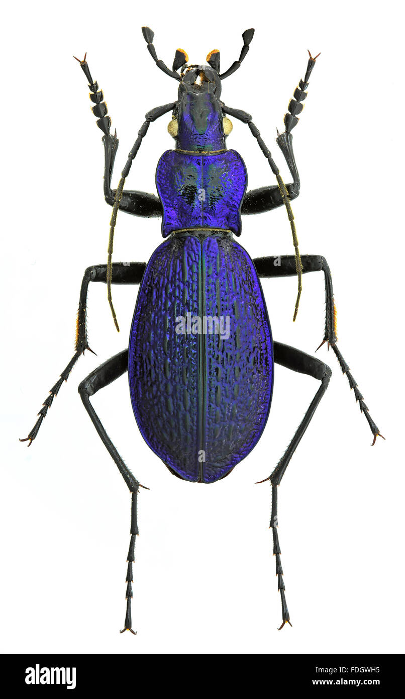 Carabus intricatus ground beetle isolated on white background Stock Photo