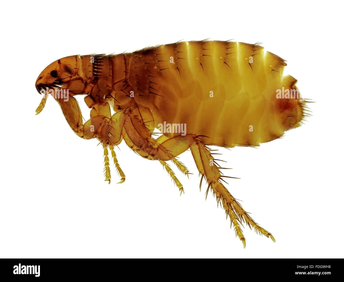 Cat flea (Ctenocephalides felis), attacking also humans. Isolated on white Stock Photo