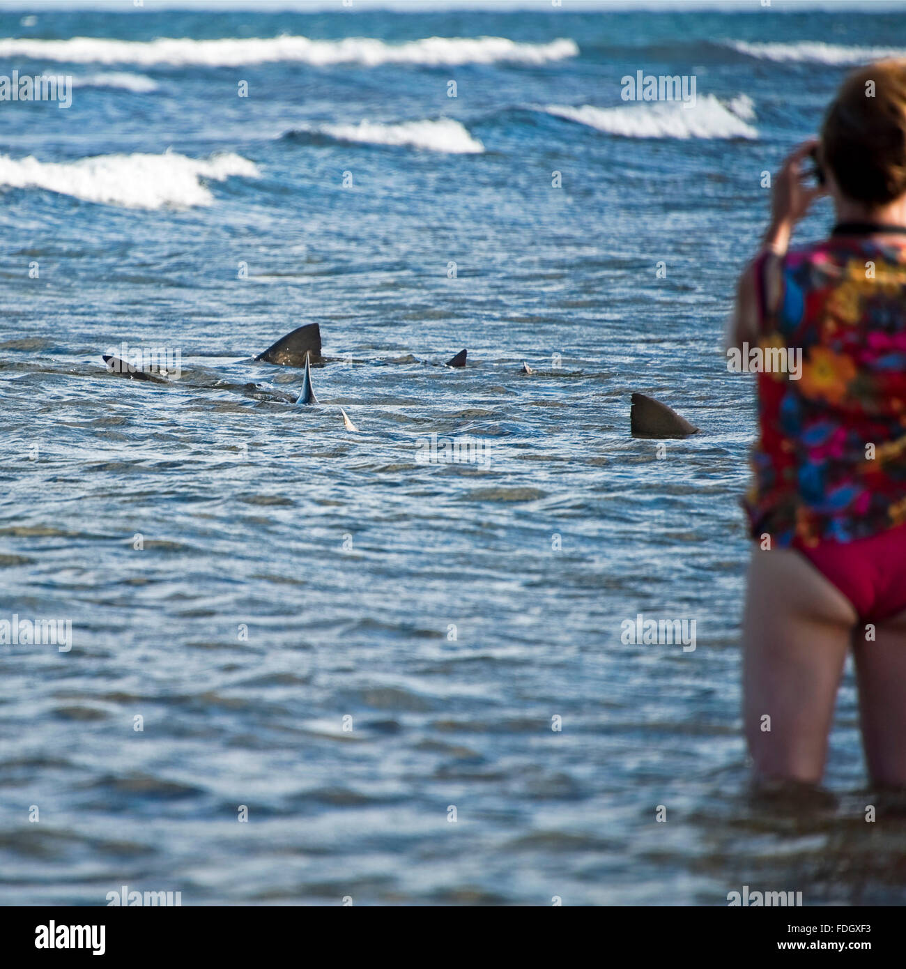 Square portrait of a tourist photographing lemon sharks swimming close to the beach Cape Stock Photo -