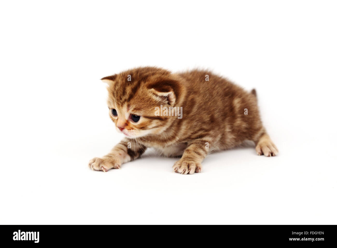 cat isolated on white background Stock Photo - Alamy