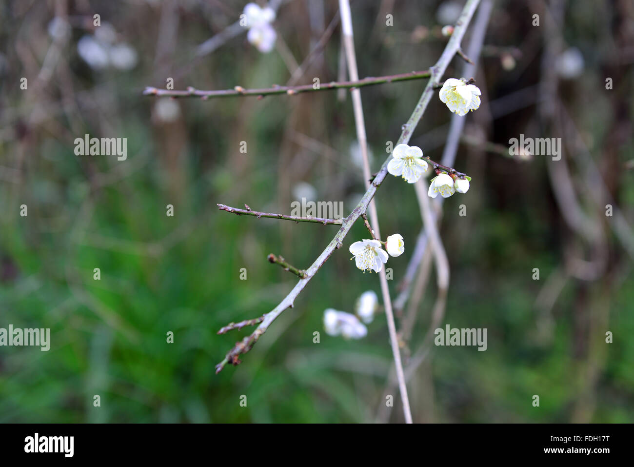 Plum Black Blossom