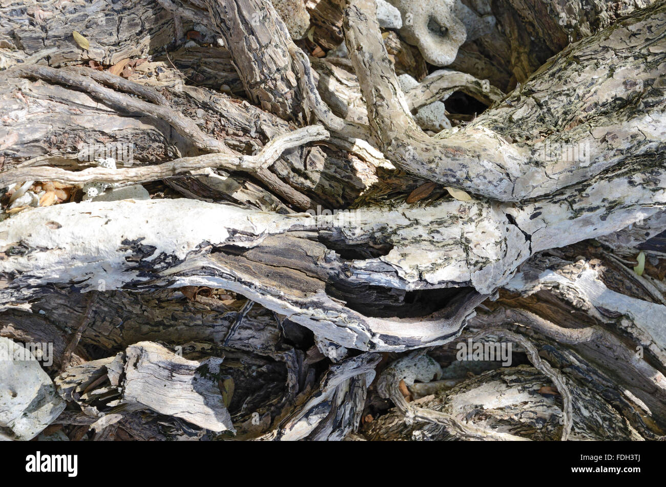 Creeping roots hi-res stock photography and images - Alamy