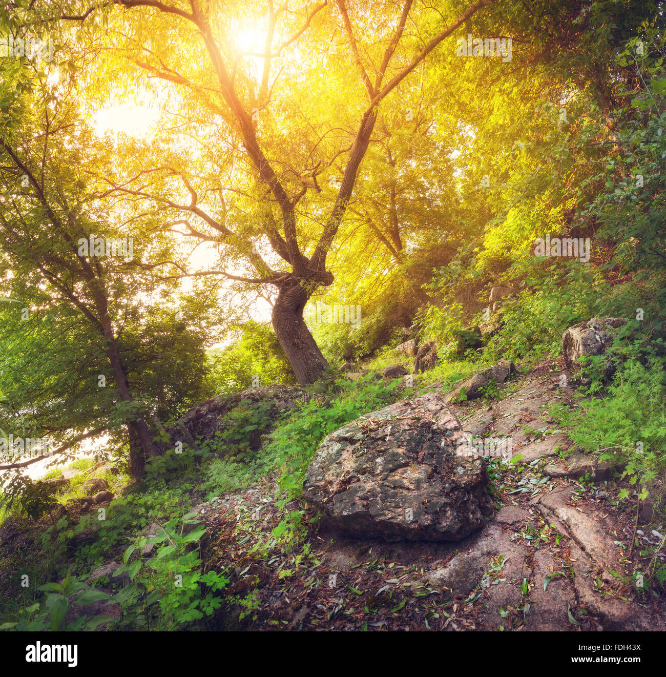 Beautiful sunset in the green forest with path and stone in summer Stock Photo